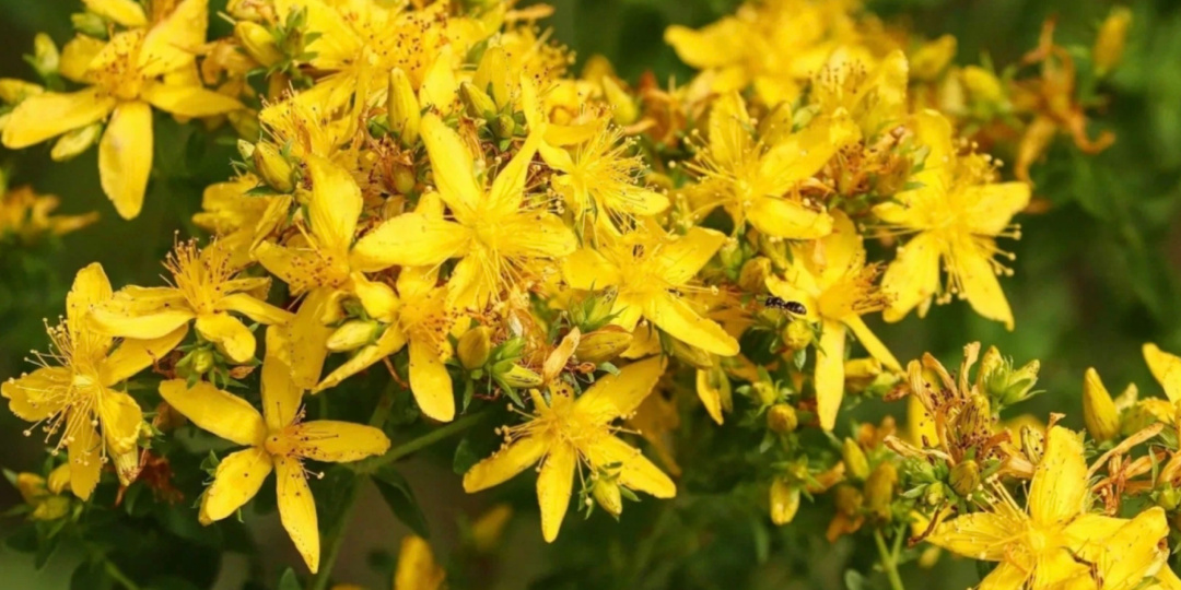 Вся правда про Зверобой