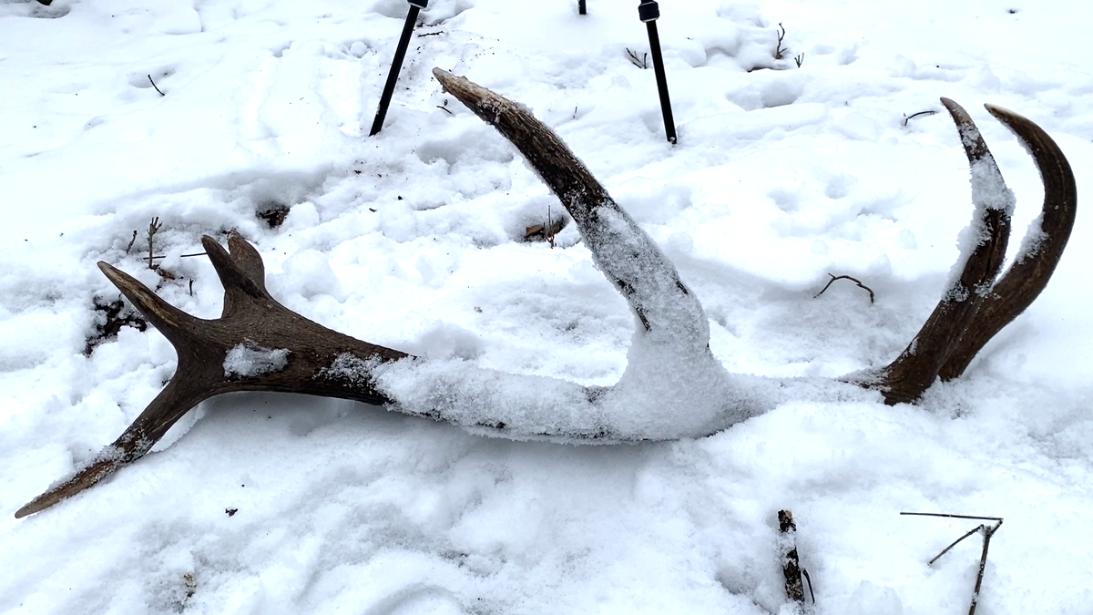 Первый трофей 2025