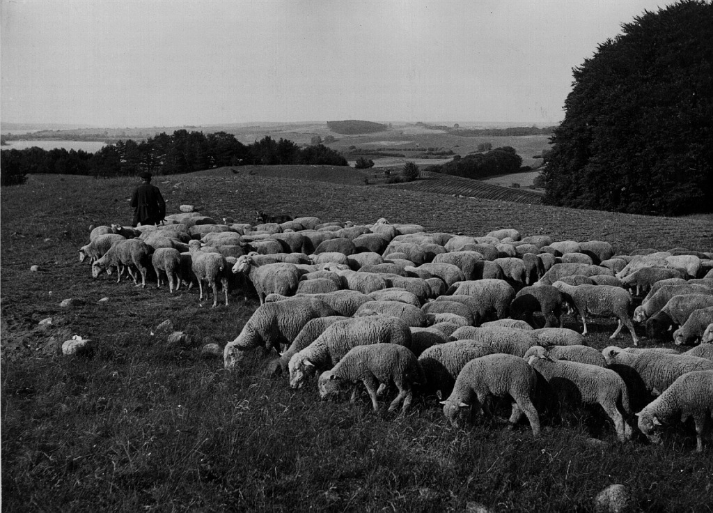 Стадо овец в Германии. 30-ые года XX-ого века. Оригинал по ссылке: https://foto-history.livejournal.com/7222336.html