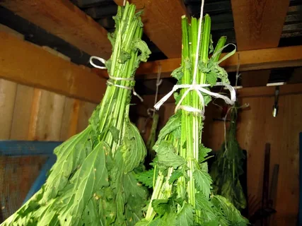 Крапивный веник: забытый секрет русской бани для здоровья и тонуса