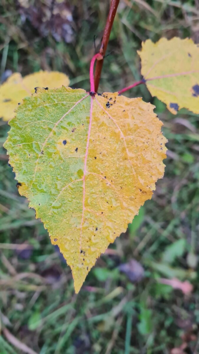 Смотрите внимательнее на природу. Фото с канала Izbushka2