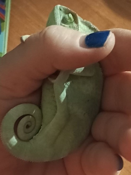 Хамзик подрос