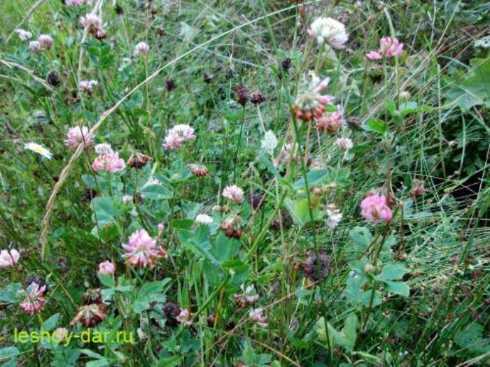 Клевер гибридный (фото с блога "Лесная кладовая")