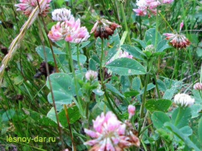 Облиственные стебли и цветочные головки клевера гибридного (фото с блога "Лесная кладовая")
