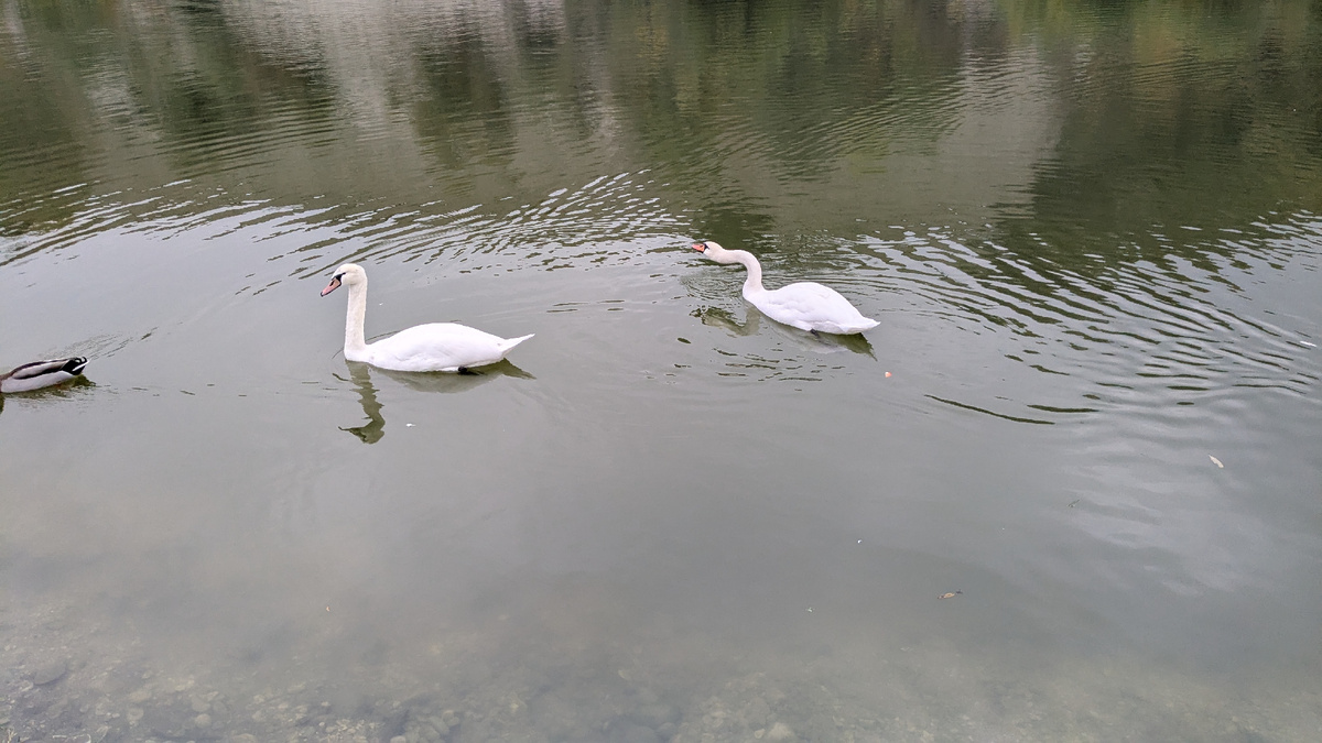 Лебеди на озере. Фото автора