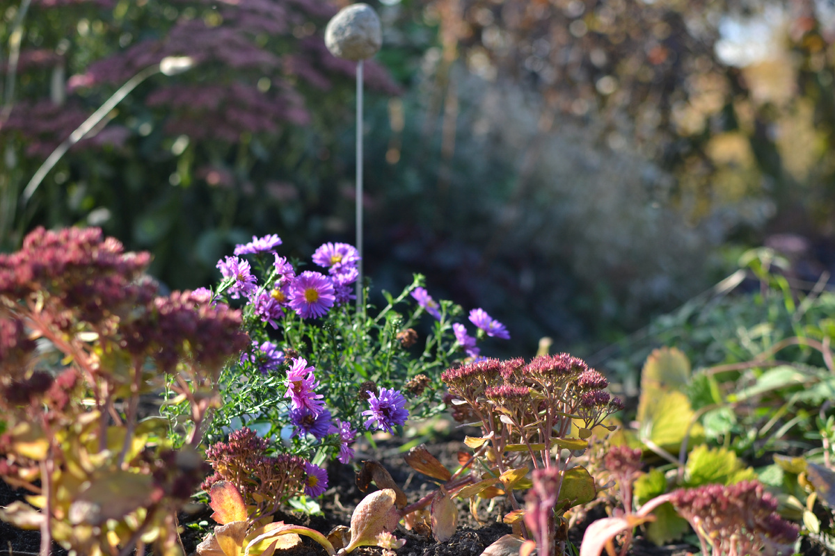 Одна из астр и очиток Карл, низкий, не более 30 см