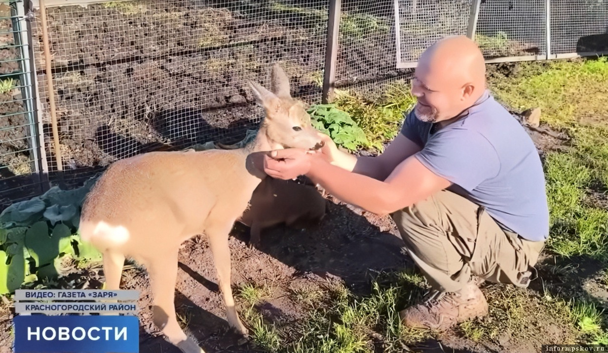 Здесь и далее скриншоты сюжета телеканала «Первый Псковский»