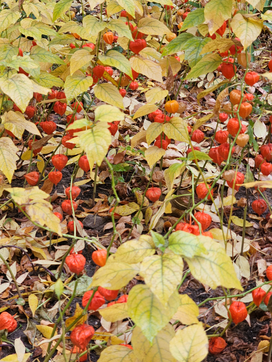 Автор фото Л.Баева