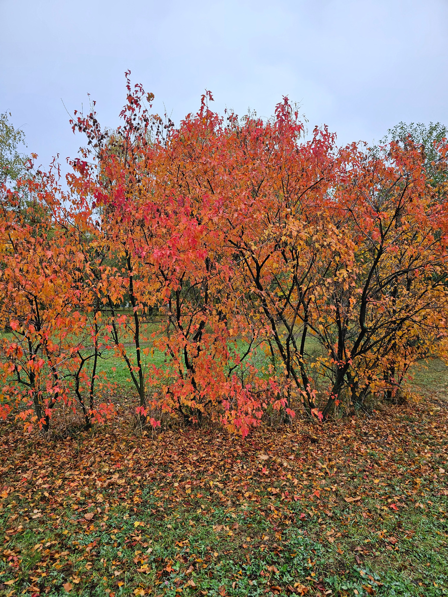 автор фото Л.Баева