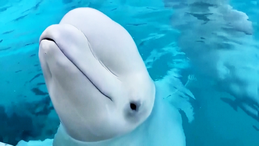    © АО "ТВ Центр"