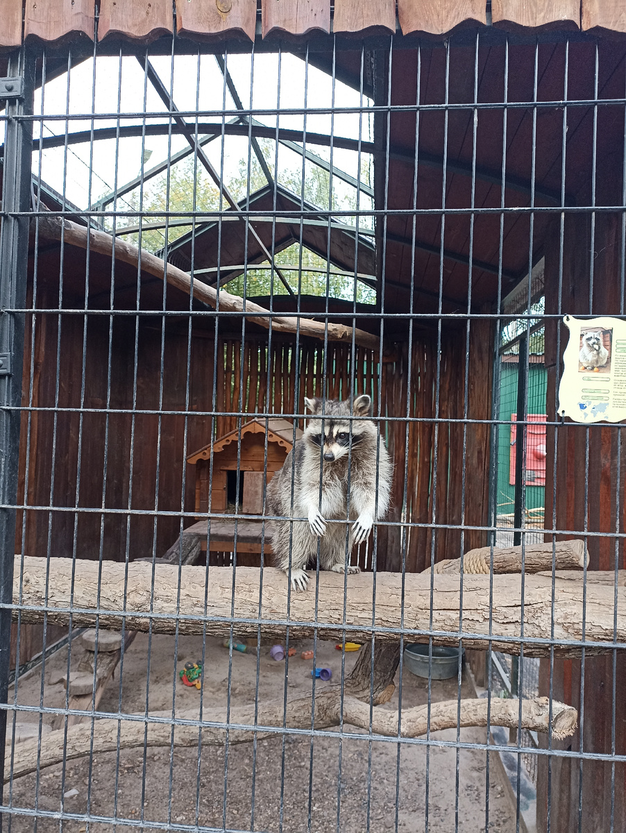 Енотик позировал