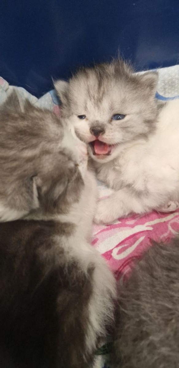 Микки когда он был ещё совсем малыш