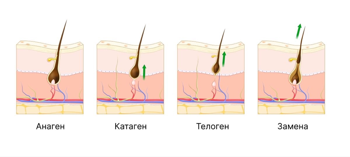 На стадии замены, видно что сохранился сосочек, из которого уже формируется следующий волос