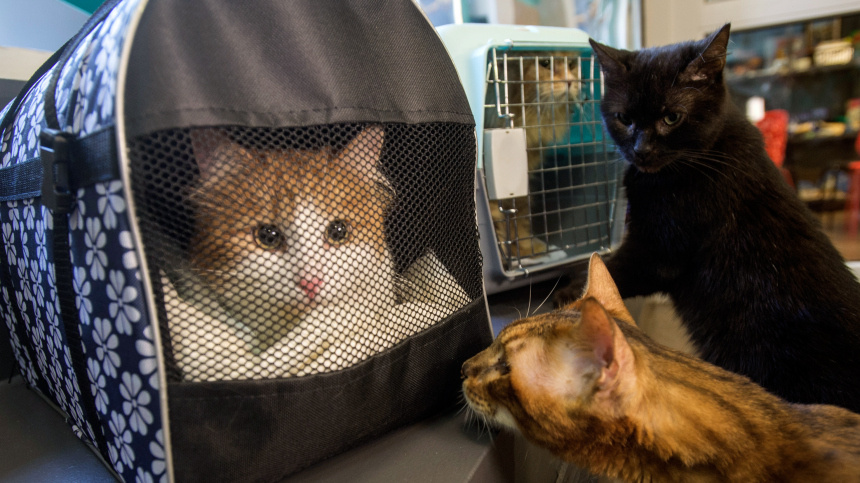    Фото: © РИА Новости/Александр Гальперин