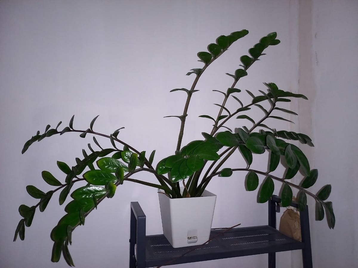    Даже трухлявая палка покроется листвой - вот как полить замиокулькас в октябре