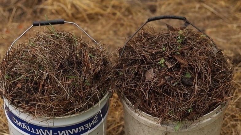 Проверил сосновую хвою против вредителей осенью. Через год участок стал чище в 2 раза