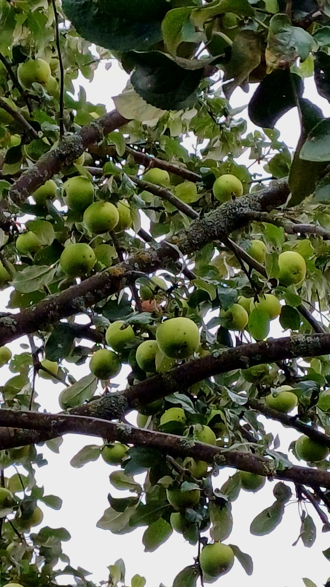 Дивная яблоня обещает богатый урожай! Автор Татьяна Федотова