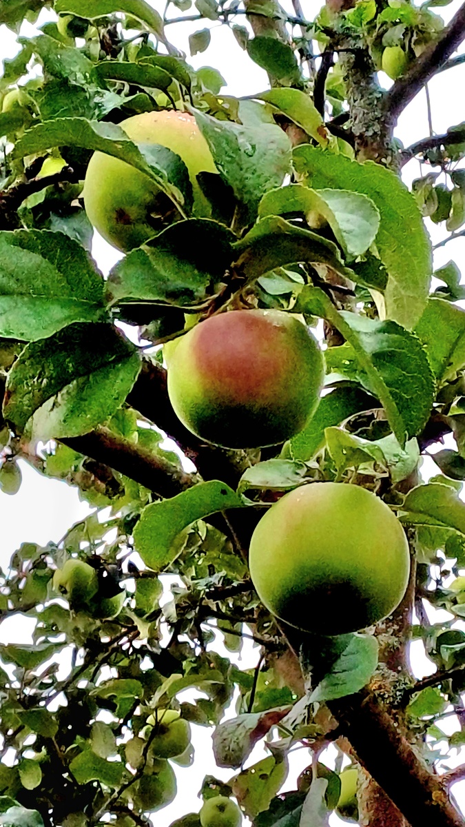 Фунтовка - сорт яблок. Автор Татьяна Федотова