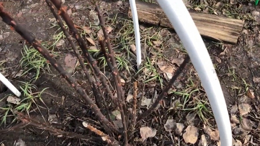 Так выглядели мои розы после зимовки под укрытием — выпревание убило семь кустов за один сезон
