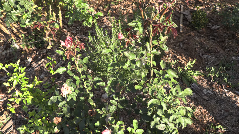 Зеленые побеги в октябре — четкий сигнал, что укрывать еще рано, растение не готово к зимовке