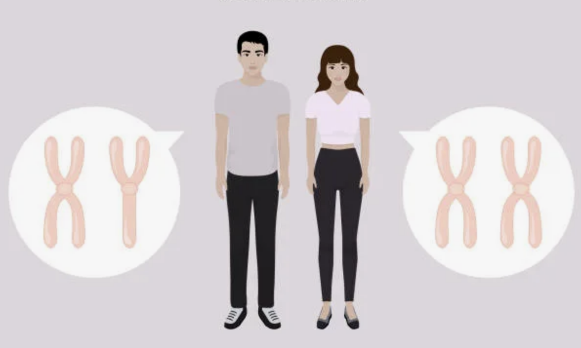 Большинство органов в нашем теле не являются типично женскими или мужскими.