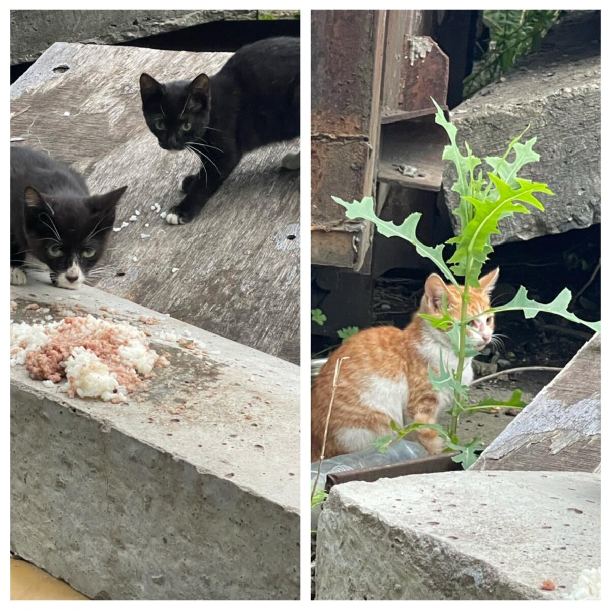 Фотографии котят  сделаны моей знакомой, которая их нашла. Так они выживали на улице.