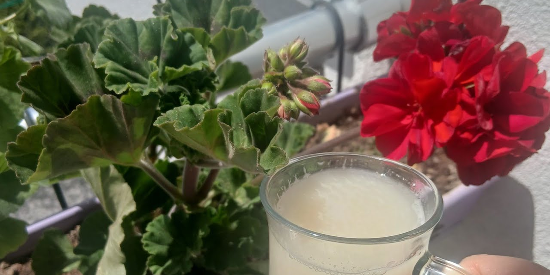 Лью гераням в октябре-ноябре, чтобы зимой они цвели ярче и обильнее, чем летом