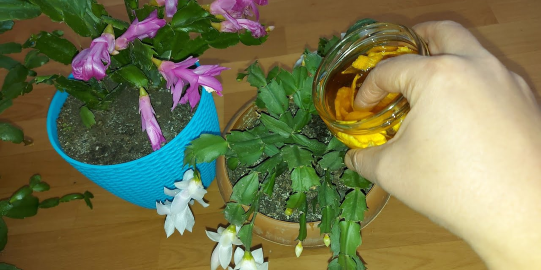 Важное время для декабриста: 7 действий, которые пробудят бутоны. Зимой цветение не остановить