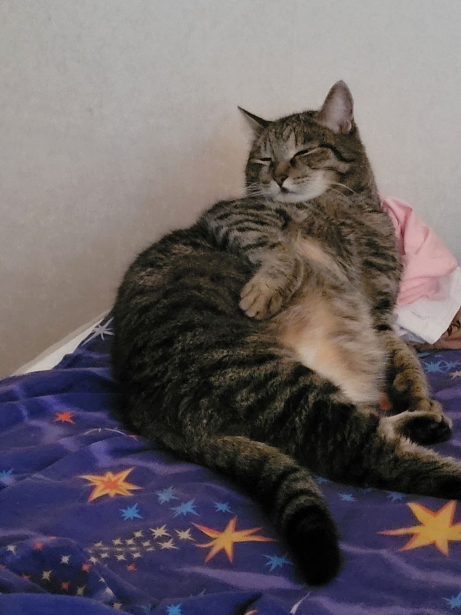 котик спит, не зная о страхах