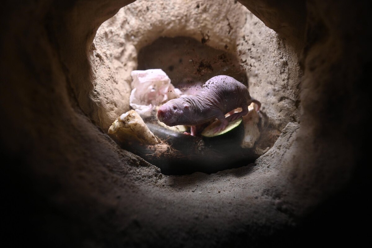 Голые землекопы (Heterocephalus glaber) могут жить около 30 лет, фото:Rheinmainfoto via Legion-media
