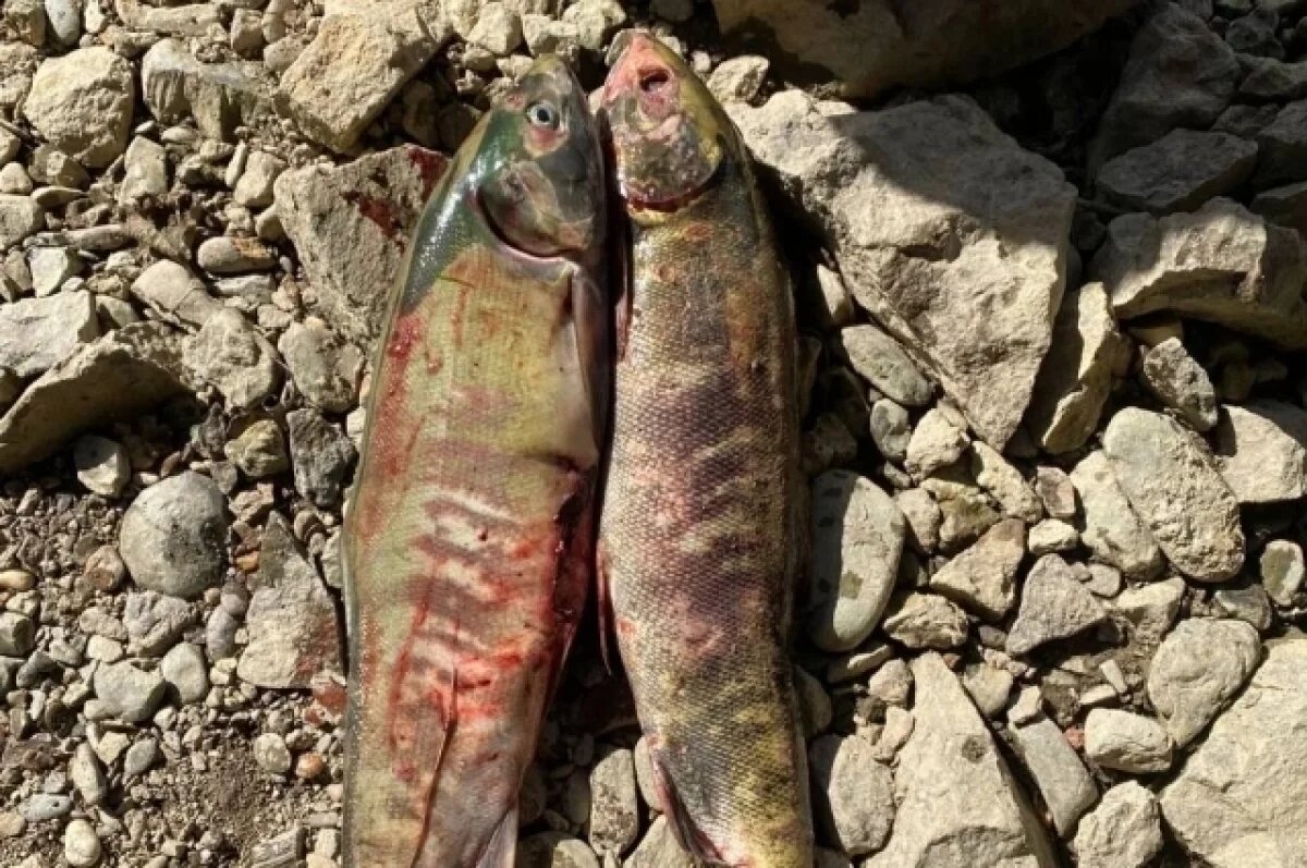    Полицейские задержали сахалинца, который вылавливал кету руками