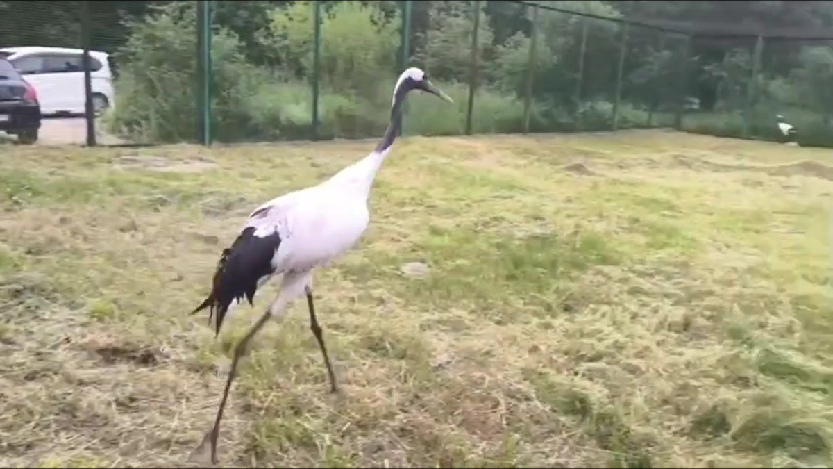     Журавль по кличке Цуруми из красноярского «Роева ручья» переехал в Москву