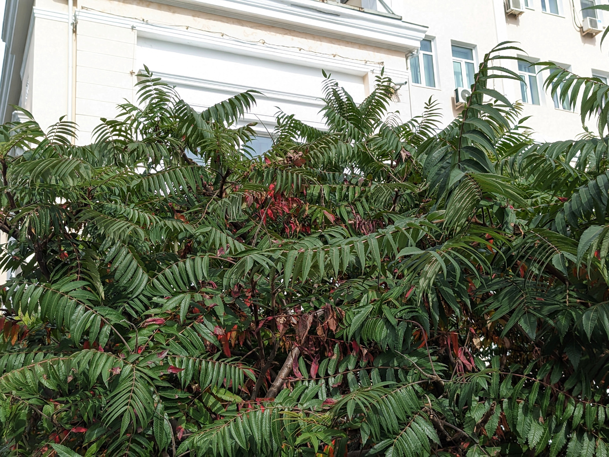 Листья сумаха очень красивы. 