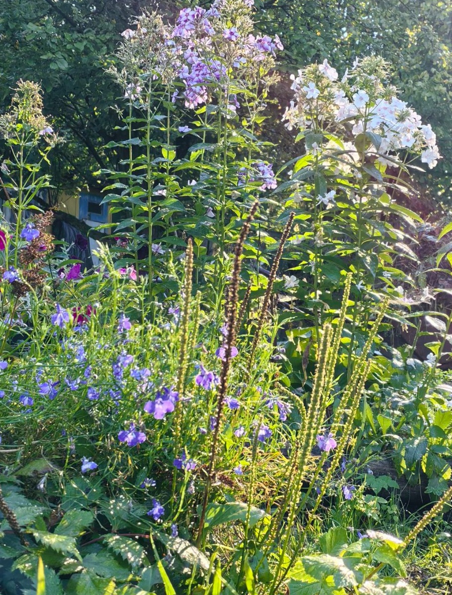 Осенние вертикальки пподорожника