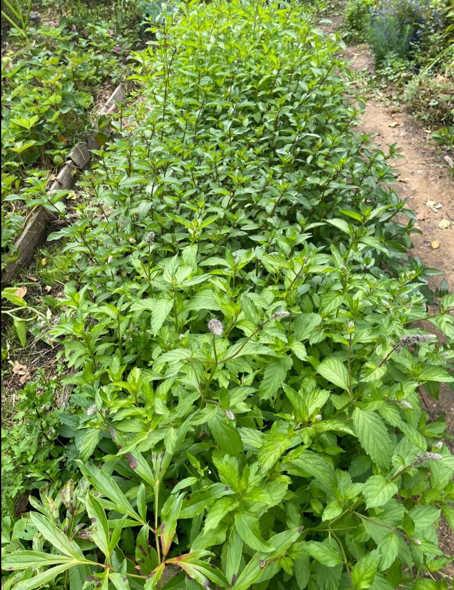 Мятная грядка