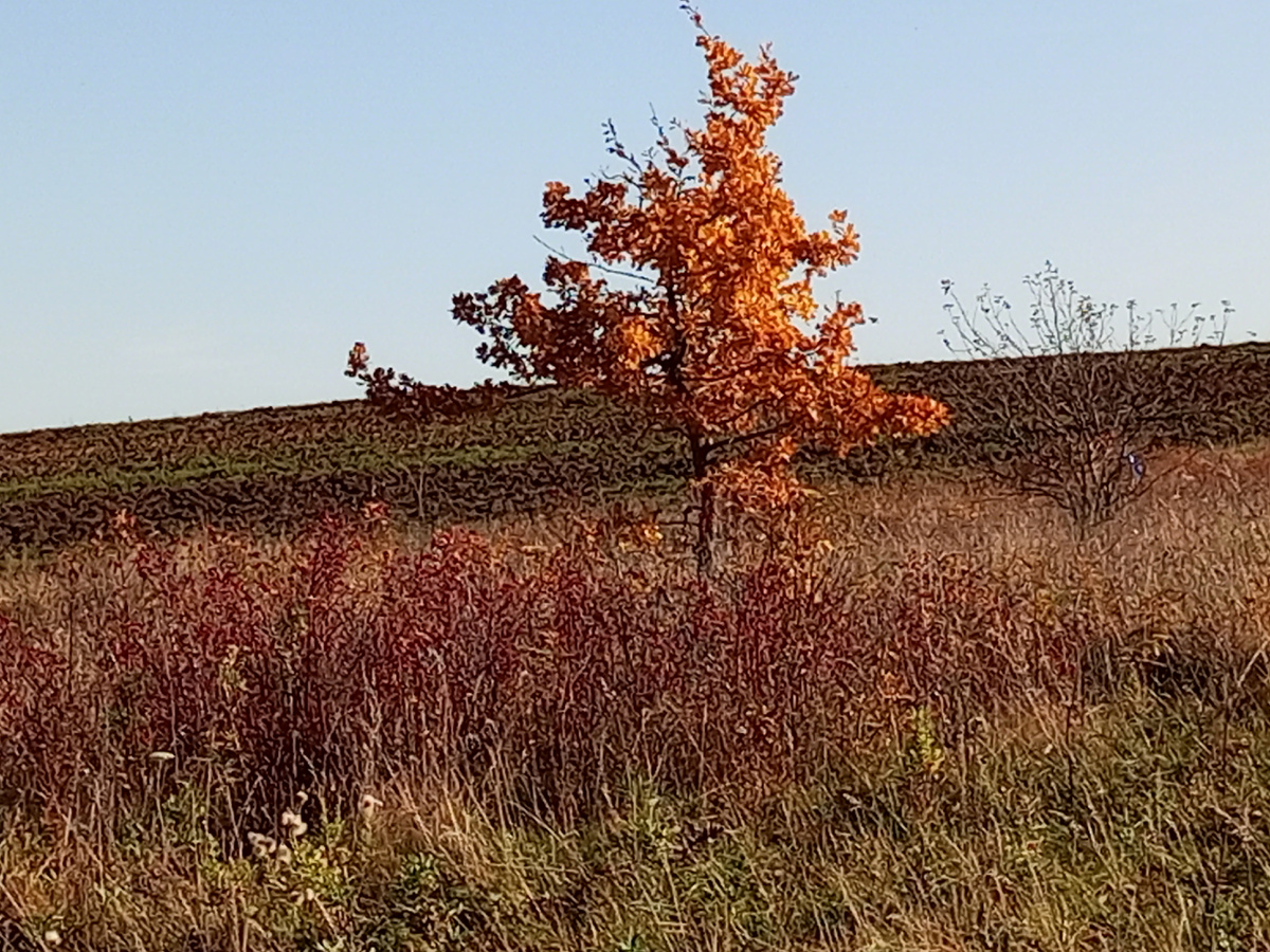 Краски осени. Фото автора.