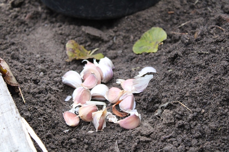 Первая половина октября лучшее время для посадки чеснока