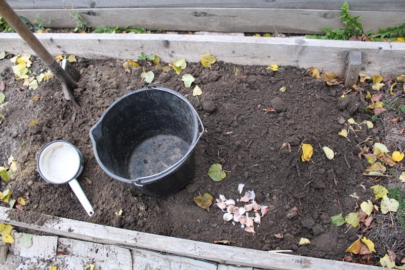 Выделила часть грядки под овощ и вносила перегной. В саду липа роняет листья, которые не убираю. Часть перегниёт в земле, а те, что лягут на поверхность, станут укрытием
