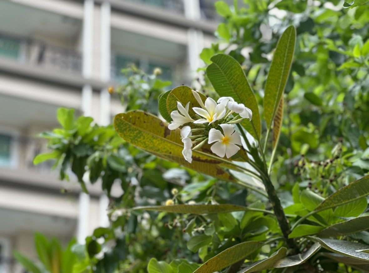 Тайские красоты - прямо у нас в кондо