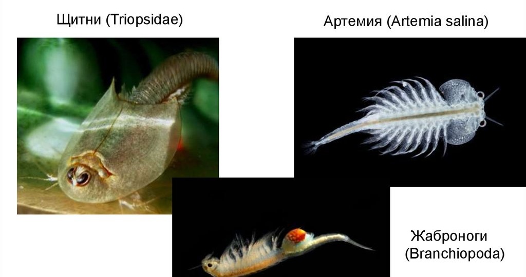 Жаброногие раки Brachiopodа