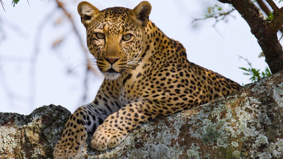    Фото: GUDKOV ANDREY/Shutterstock/Fotodom