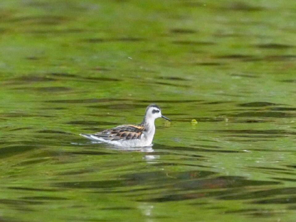    Птицы в Алтайском заповеднике осенью. Источник: Роман и Татьяна Воробьевы