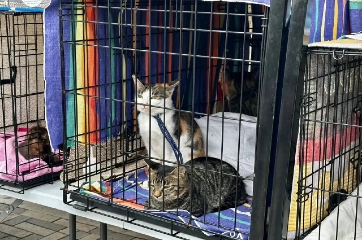    57 кошек и собак вывезли за границу с начала года из области кузбассовцы
