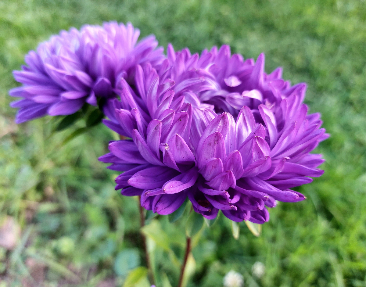 Щелк. Цветок снят