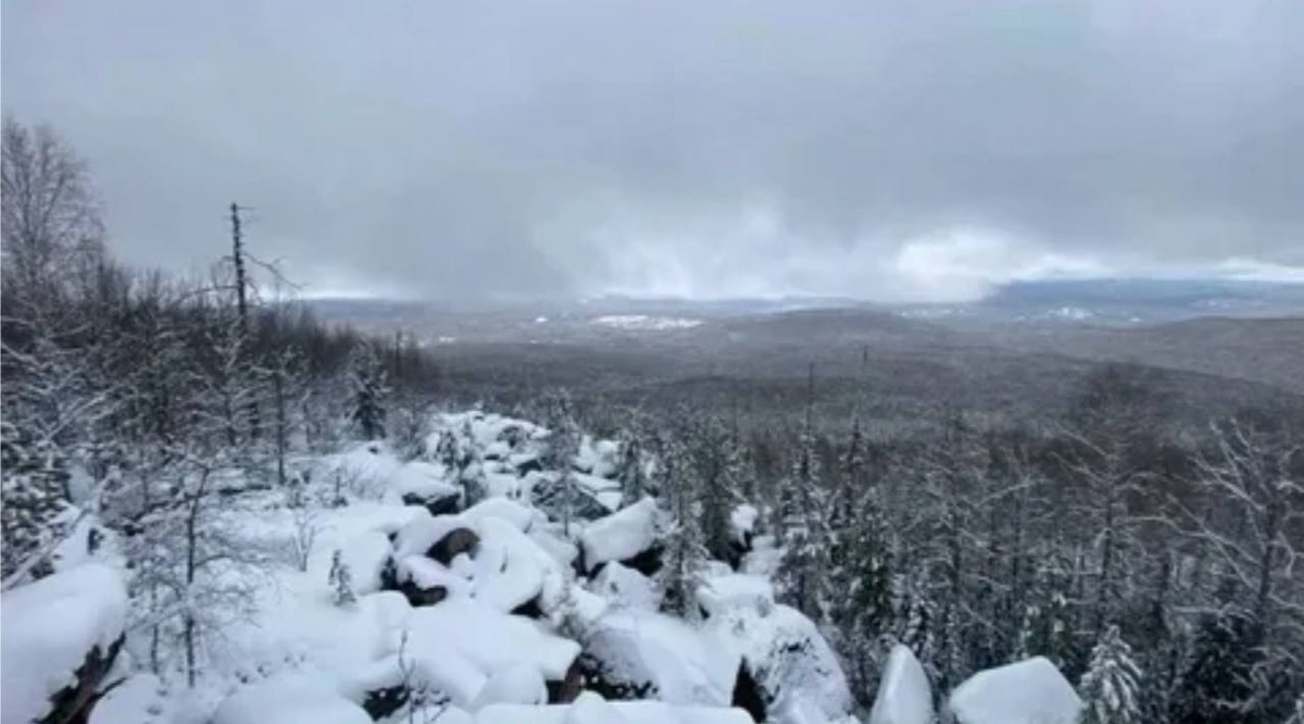 Место поисков выглядит сейчас так.  Найти ничего толком невозможно.  фото: картинки яндекс.
