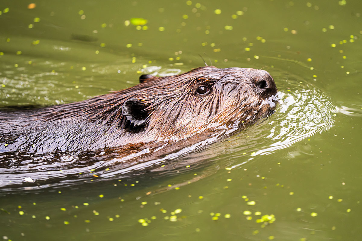    Фото: Hanneke Wetzer / Shutterstock.com