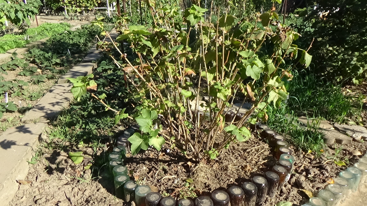 Куст белой смородины. Октябрь. Краснодарский край.