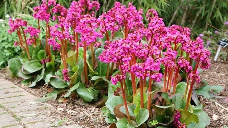 Бадан, гейхера, пахизандра - листай