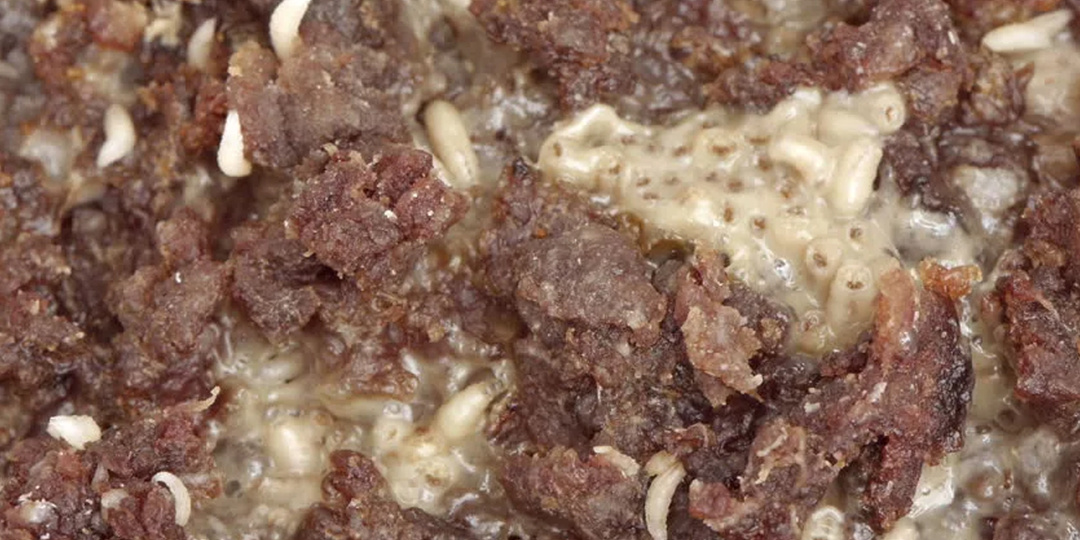 Гниение заживо: как алкоголь разрушает ваши внутренние органы