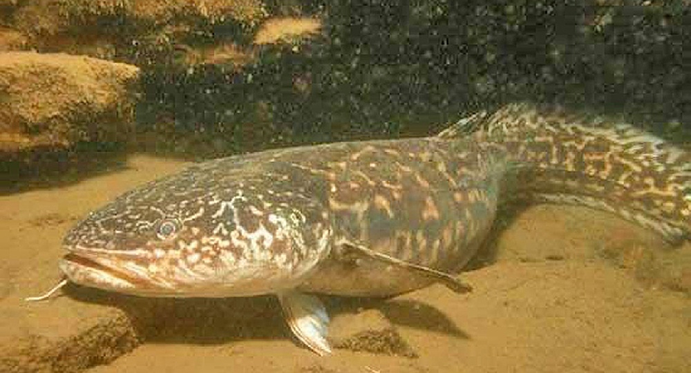 Ловля налима осенью: раскрываю секреты.